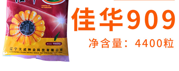 佳華909-玉米種子-天成種業 佳華909-玉米種子-天成種業