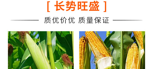 佳華909-玉米種子-天成種業 佳華909-玉米種子-天成種業