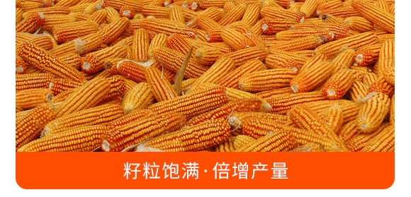 摻混肥料28-10-12（藍色）-沃豐