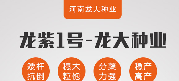 龍紫1號-黑麥貴族-龍大種業
