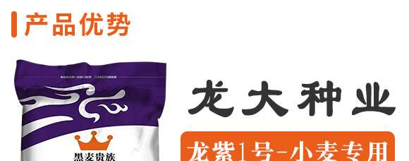 龍紫1號-黑麥貴族-龍大種業