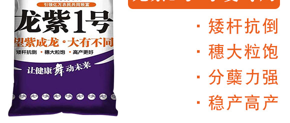 龍紫1號-黑麥貴族-龍大種業