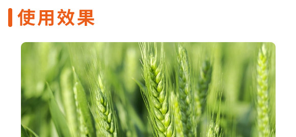 龍紫1號-黑麥貴族-龍大種業