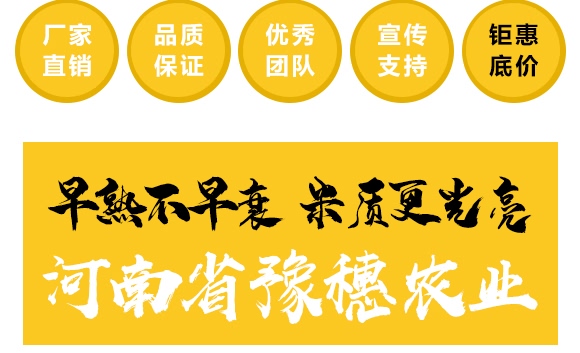 金毛驢匯豐1518-玉米種子-豫穗農業 金毛驢匯豐1518-玉米種子-豫穗農業