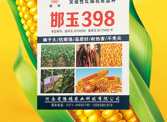 邯玉398-玉米種子-豫穗農業