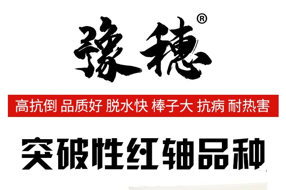 邯玉398-玉米種子-豫穗農業