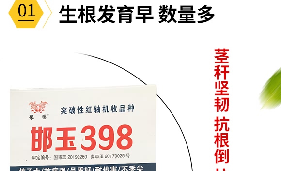 邯玉398-玉米種子-豫穗農業