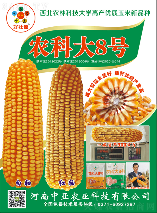 白芯農科大8號玉米種子-敦煌飛天-中亞農業 白芯農科大8號玉米種子-敦煌飛天-中亞農業