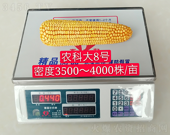白芯農科大8號玉米種子-敦煌飛天-中亞農業 白芯農科大8號玉米種子-敦煌飛天-中亞農業