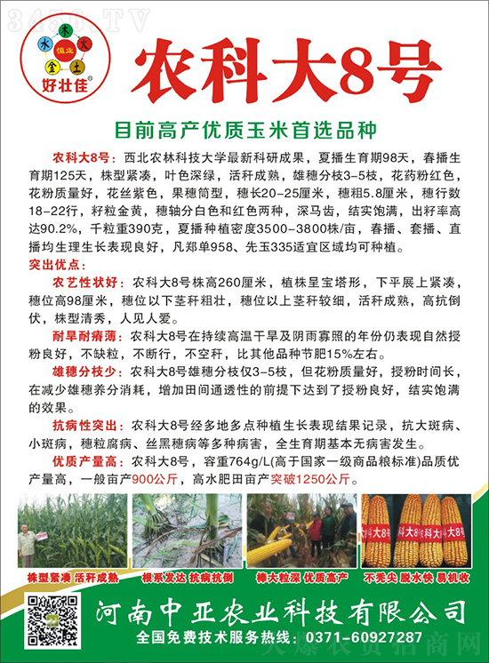 白芯農科大8號玉米種子-敦煌飛天-中亞農業 白芯農科大8號玉米種子-敦煌飛天-中亞農業