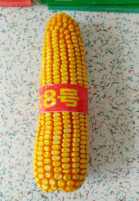 白芯農科大8號玉米種子-敦煌飛天-中亞農業 白芯農科大8號玉米種子-敦煌飛天-中亞農業