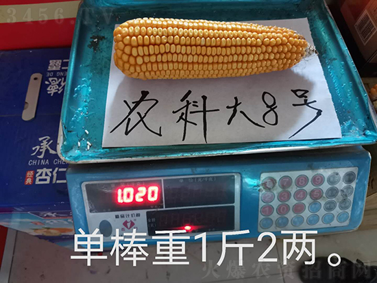 白芯農科大8號玉米種子-敦煌飛天-中亞農業 白芯農科大8號玉米種子-敦煌飛天-中亞農業