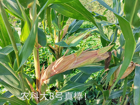 紅軸農科大8號玉米種子-敦煌飛天-中亞農業 紅軸農科大8號玉米種子-敦煌飛天-中亞農業