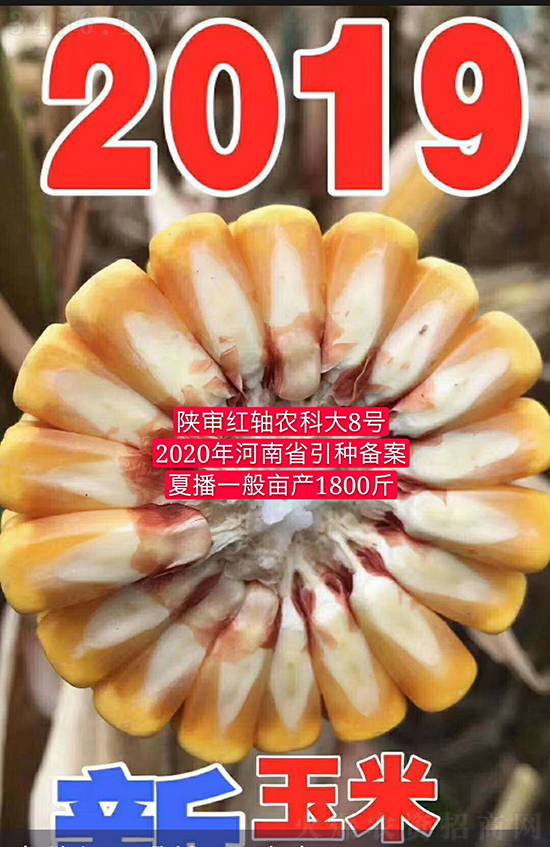 紅軸農科大8號玉米種子-敦煌飛天-中亞農業 紅軸農科大8號玉米種子-敦煌飛天-中亞農業
