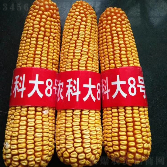紅軸農科大8號玉米種子-敦煌飛天-中亞農業 紅軸農科大8號玉米種子-敦煌飛天-中亞農業