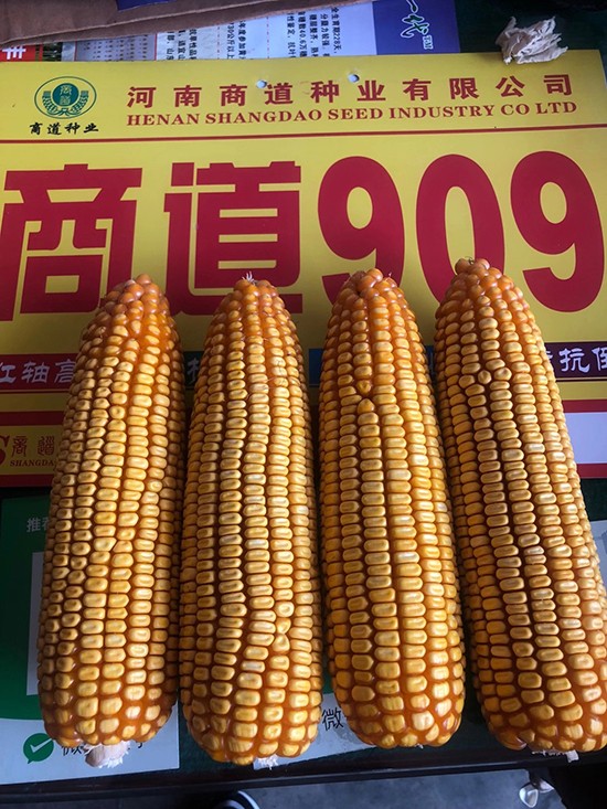̵909sN-С-̵NI