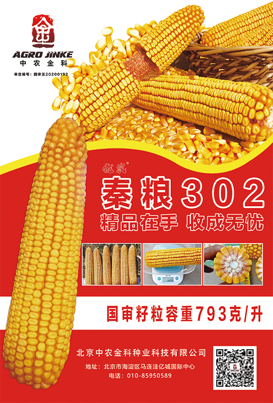 秦糧302-玉米種子-中農金科