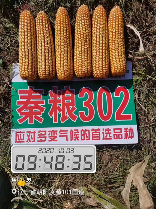 秦糧302-玉米種子-中農金科