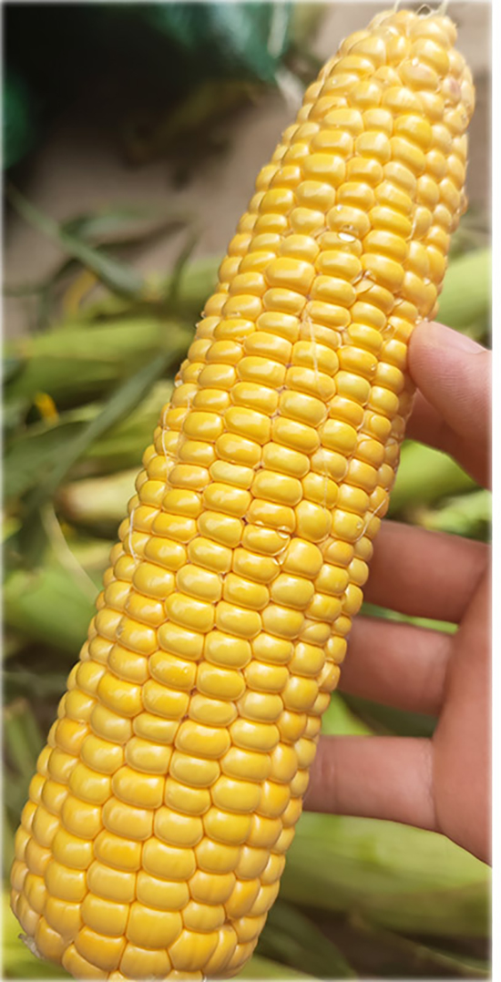 5.jpg 5.jpg