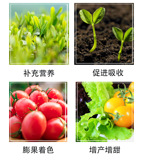 膨果靓果-沃易施_05.jpg
