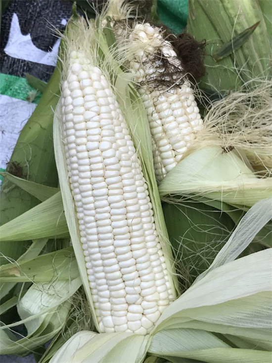 華糯2118-玉米種子-華為種業