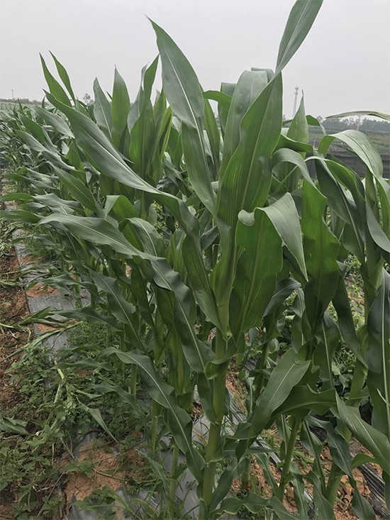 華糯2118-玉米種子-華為種業