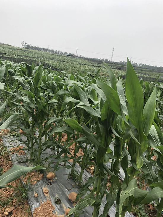 華糯2118-玉米種子-華為種業