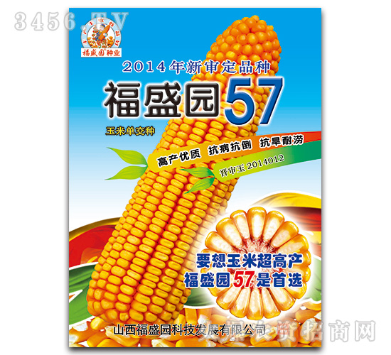 福盛源57-玉米種子-強盛種業