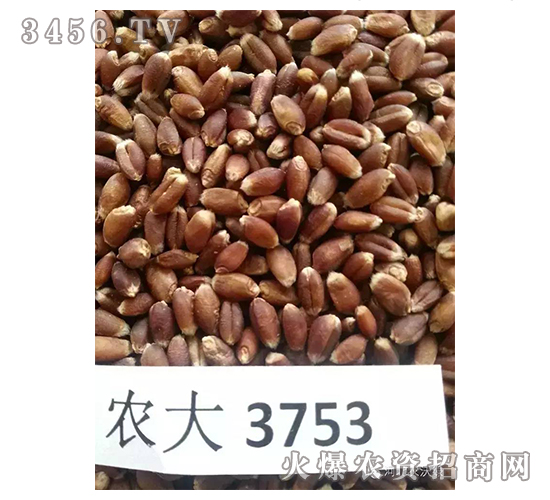 農大3753-小麥種子-農沃綠