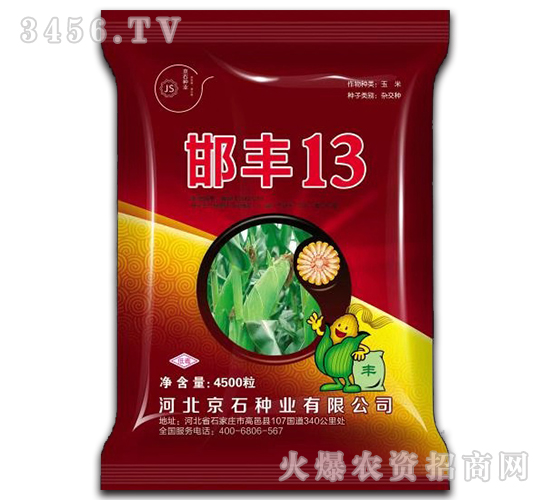 邯豐13-玉米種子-京石種業