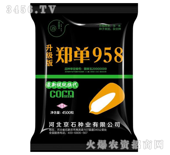 鄭單958（升級版）-玉米種子-京石種業