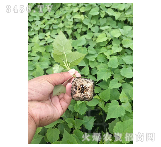 2020鱘ӆλĿ3