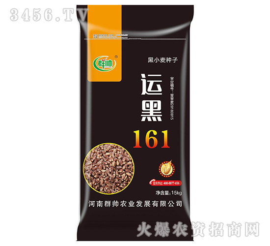 運(yùn)黑161-黑小麥種子