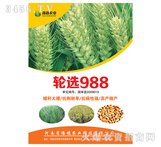 輪選988-小麥種子-豫穗農業
