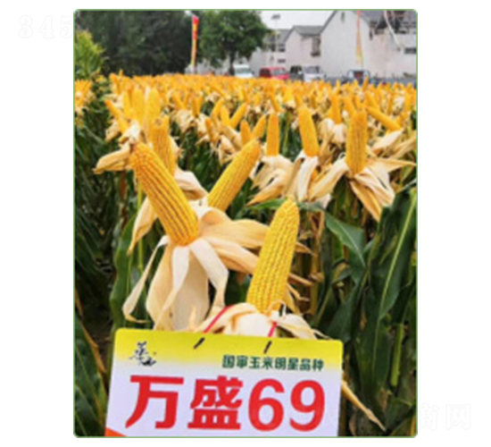 萬盛69-玉米種子-華西種業(yè)