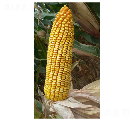 鐵研31號-玉米種子-鐵研種業
