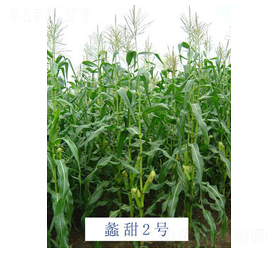 蠡甜2號-玉米種子-蠡玉