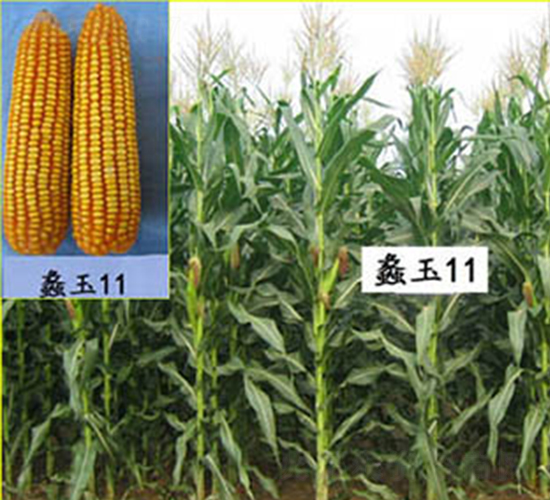 蠡玉11號-玉米種子-蠡玉