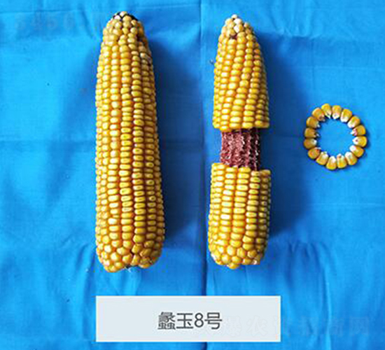 蠡玉8號-玉米種子-蠡玉