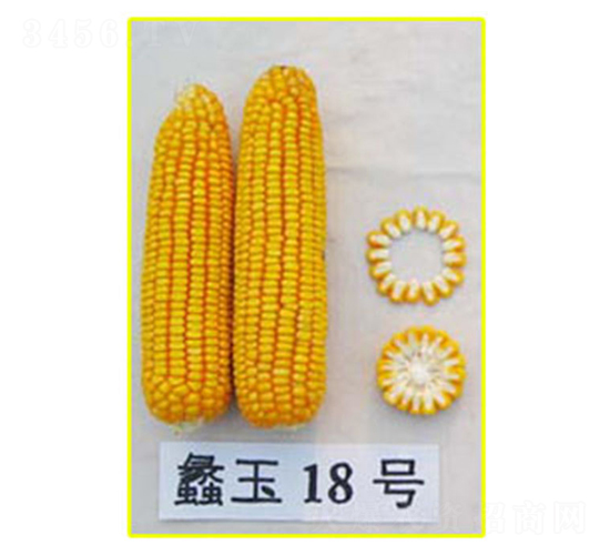 蠡玉18號-玉米種子-蠡玉