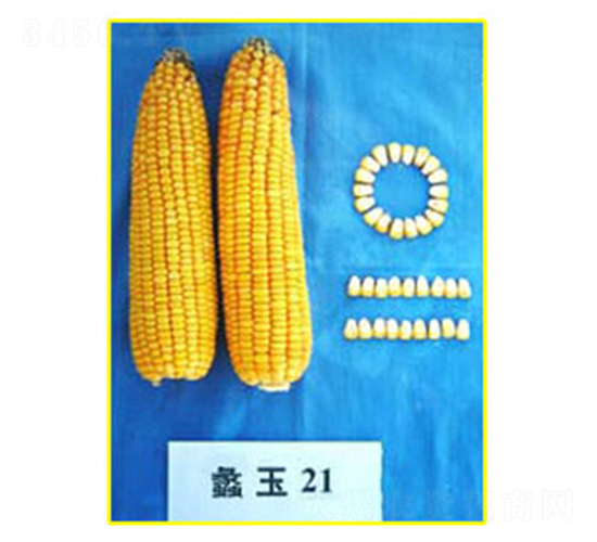 蠡玉21號-玉米種子-蠡玉