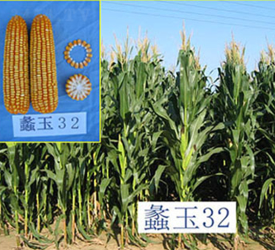 蠡玉32號-玉米種子-蠡玉
