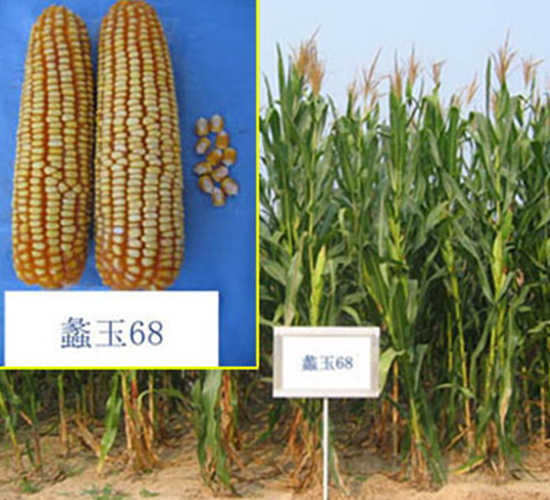 蠡玉68號-玉米種子-蠡玉