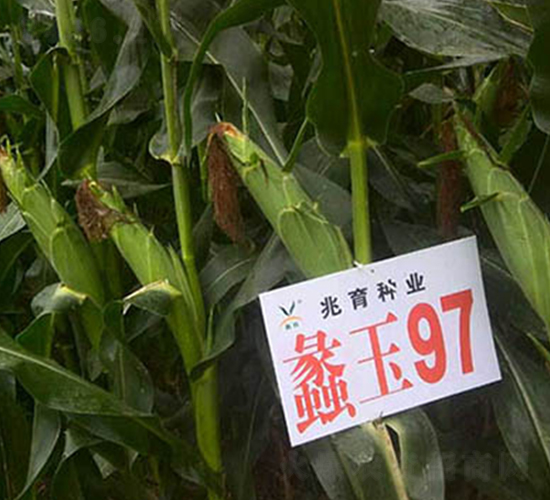 蠡玉97號-玉米種子-蠡玉