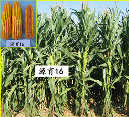 源育16號-玉米種子-蠡玉