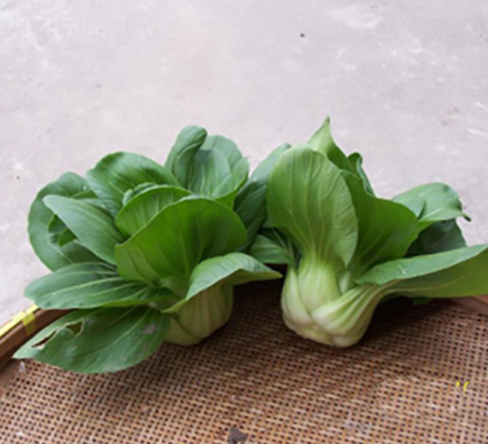 特矮青菜-青梗菜種子-申耕農業