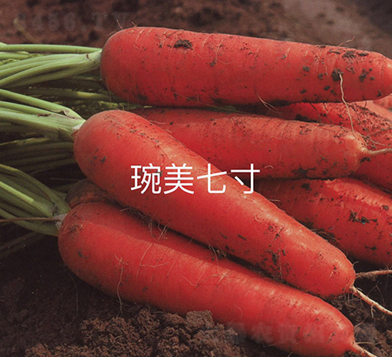 琬美七寸-胡蘿卜種子-華蔬種業(yè)