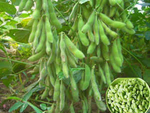 互信千斤王-毛豆種子-億豪農業
