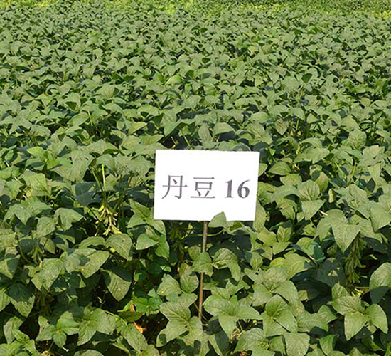 16̖-󶹷N-NI