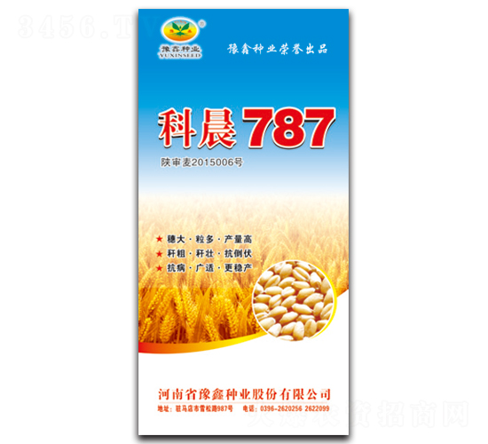 科晨787-小麥種子-豫鑫種業